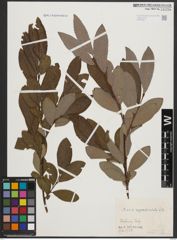 Foto von Salix appendiculata Vill.